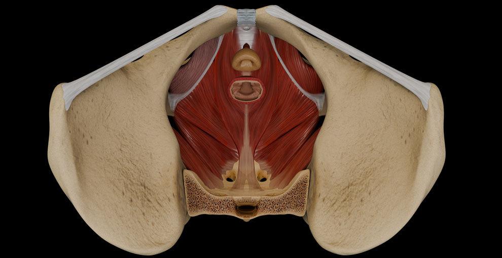 Pelvic Wall